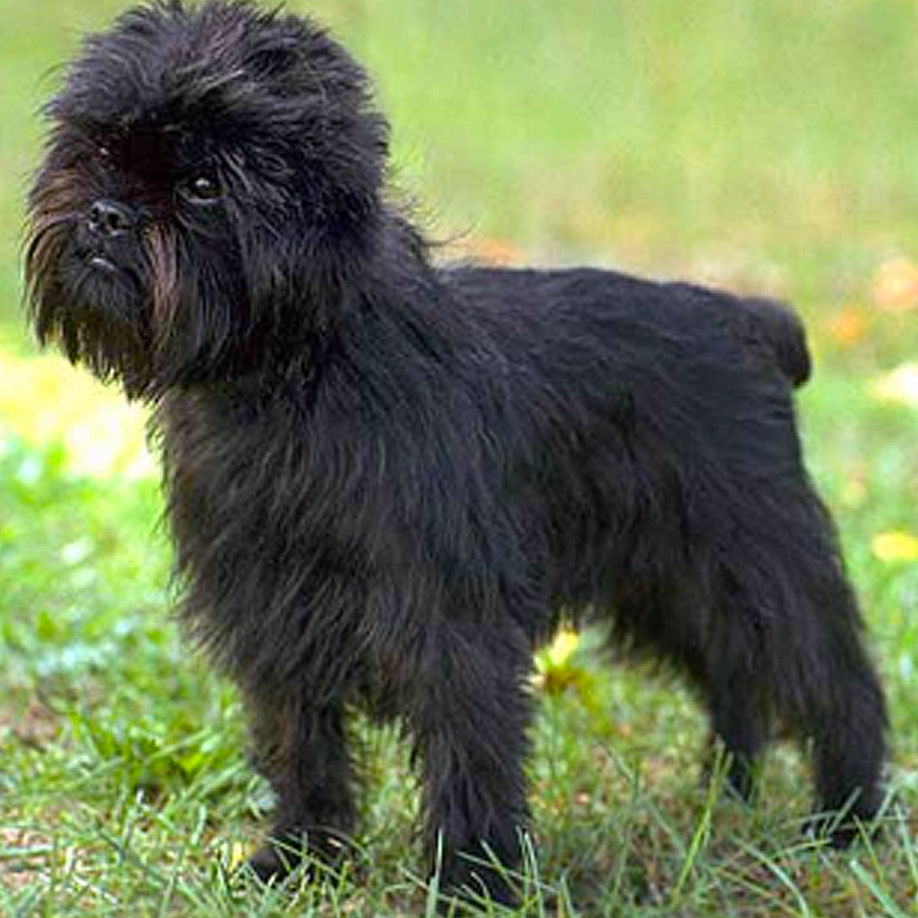 Cachorro Affenpinscher adulto - EuQueroUmFilhote