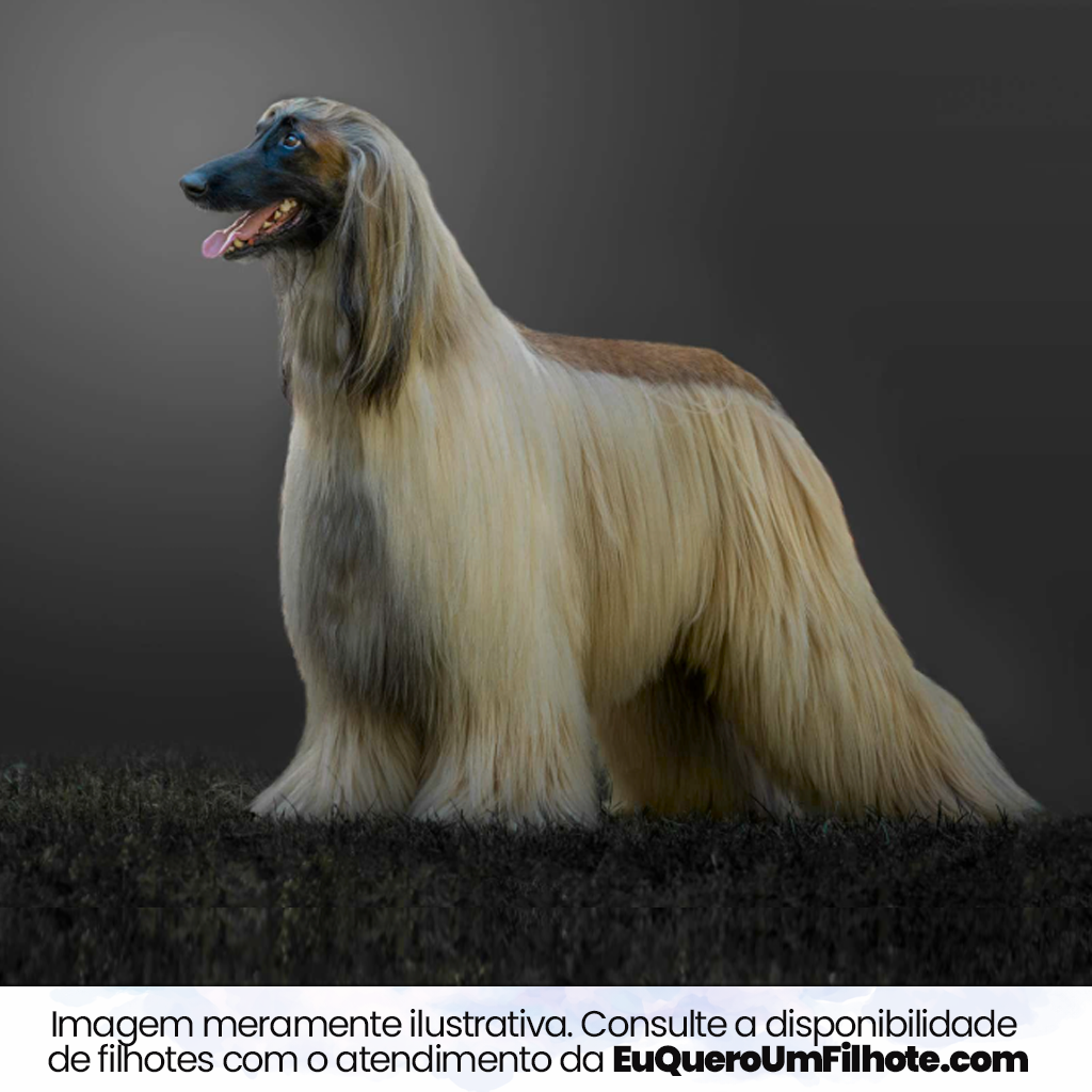 Cachorro Afghan Hound adulto - EuQueroUmFilhote