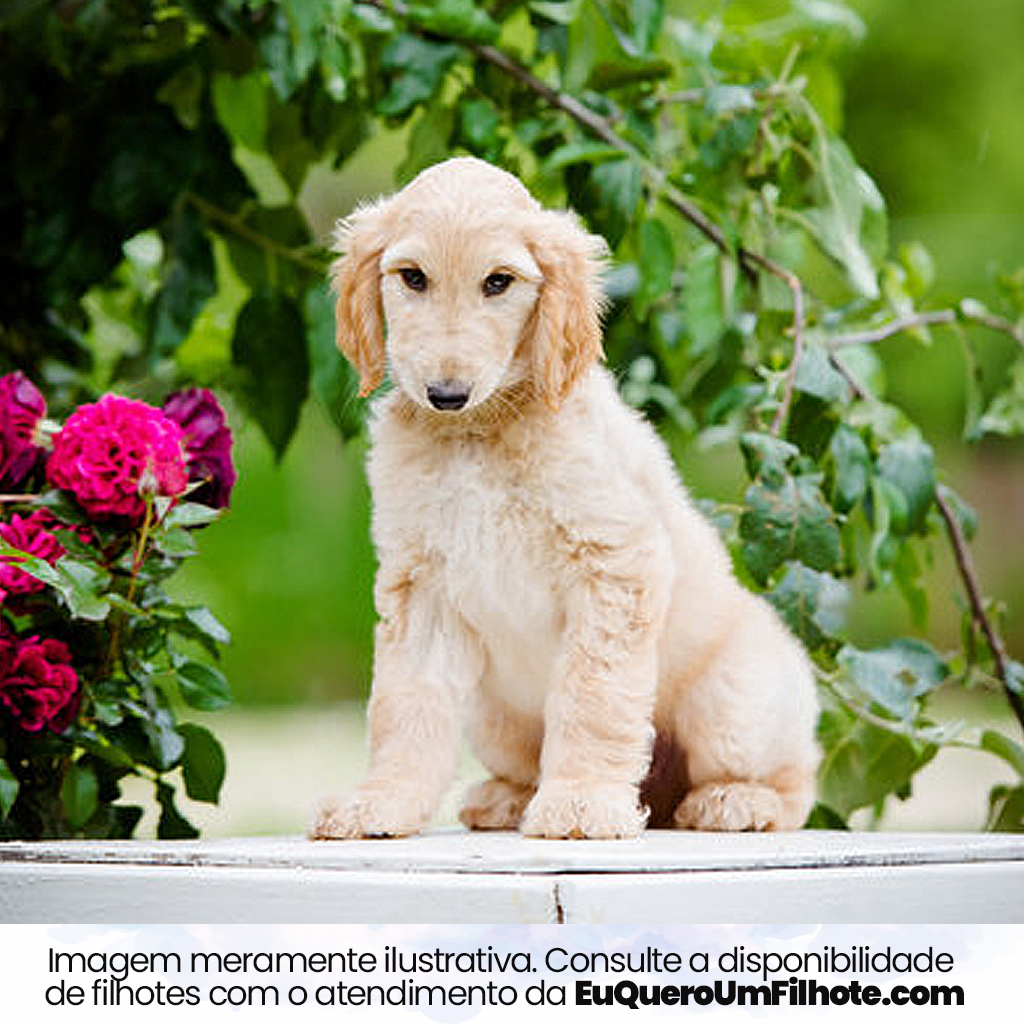 Filhote de Afghan Hound - EuQueroUmFilhote