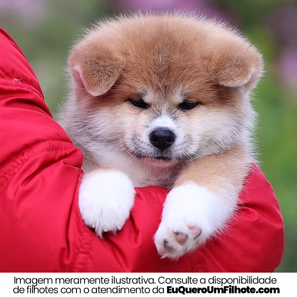 Filhote de Akita - EuQueroUmFilhote