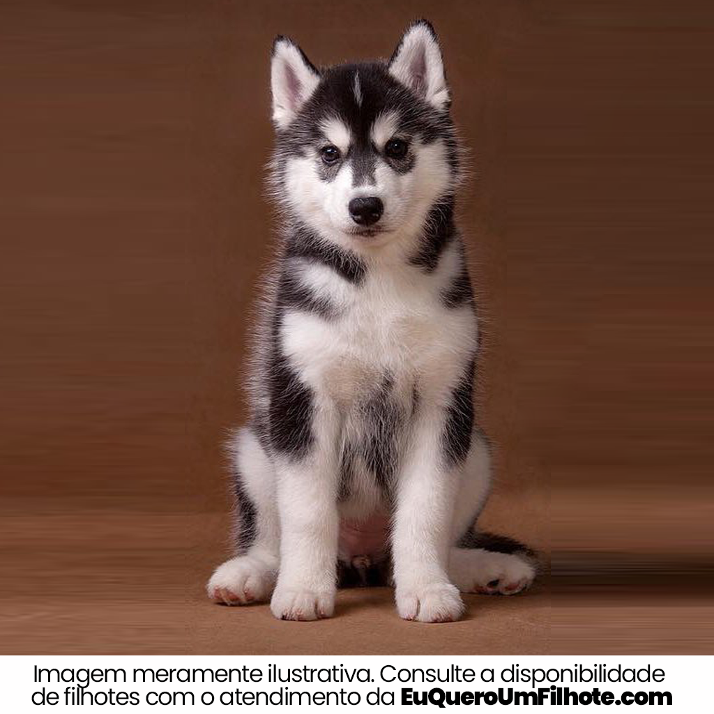 Filhote de Alaskan Malamute - EuQueroUmFilhote