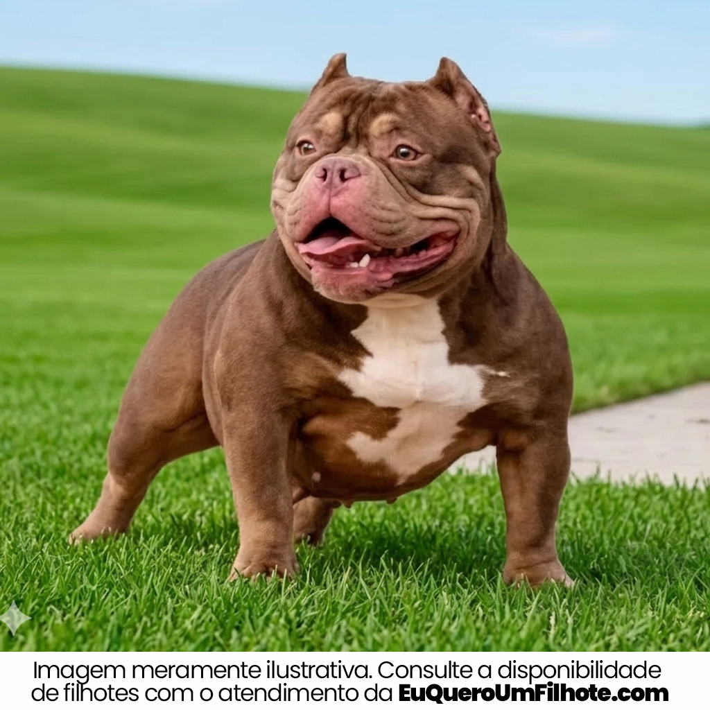 Cachorro American Bully adulto - EuQueroUmFilhote