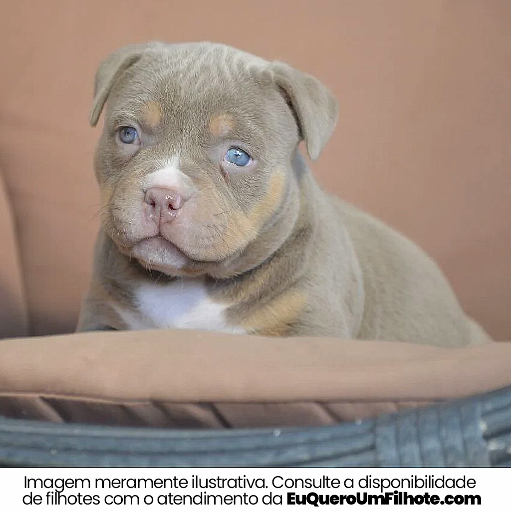 Filhote de American Bully - EuQueroUmFilhote