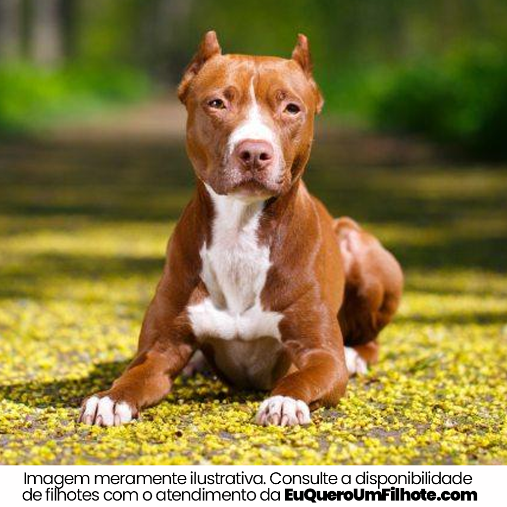 Cachorro American Pit Bull Terrier adulto - EuQueroUmFilhote