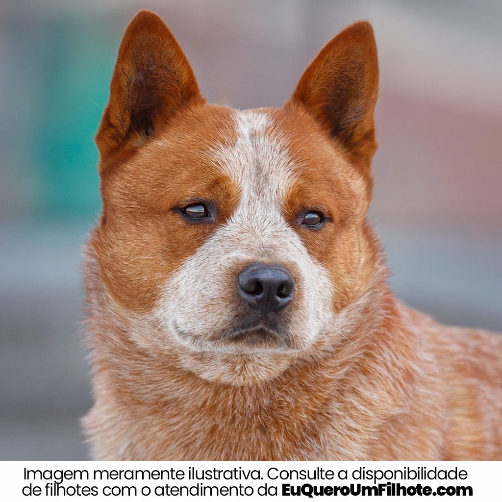 Cachorro Australian Cattle Dog adulto - EuQueroUmFilhote
