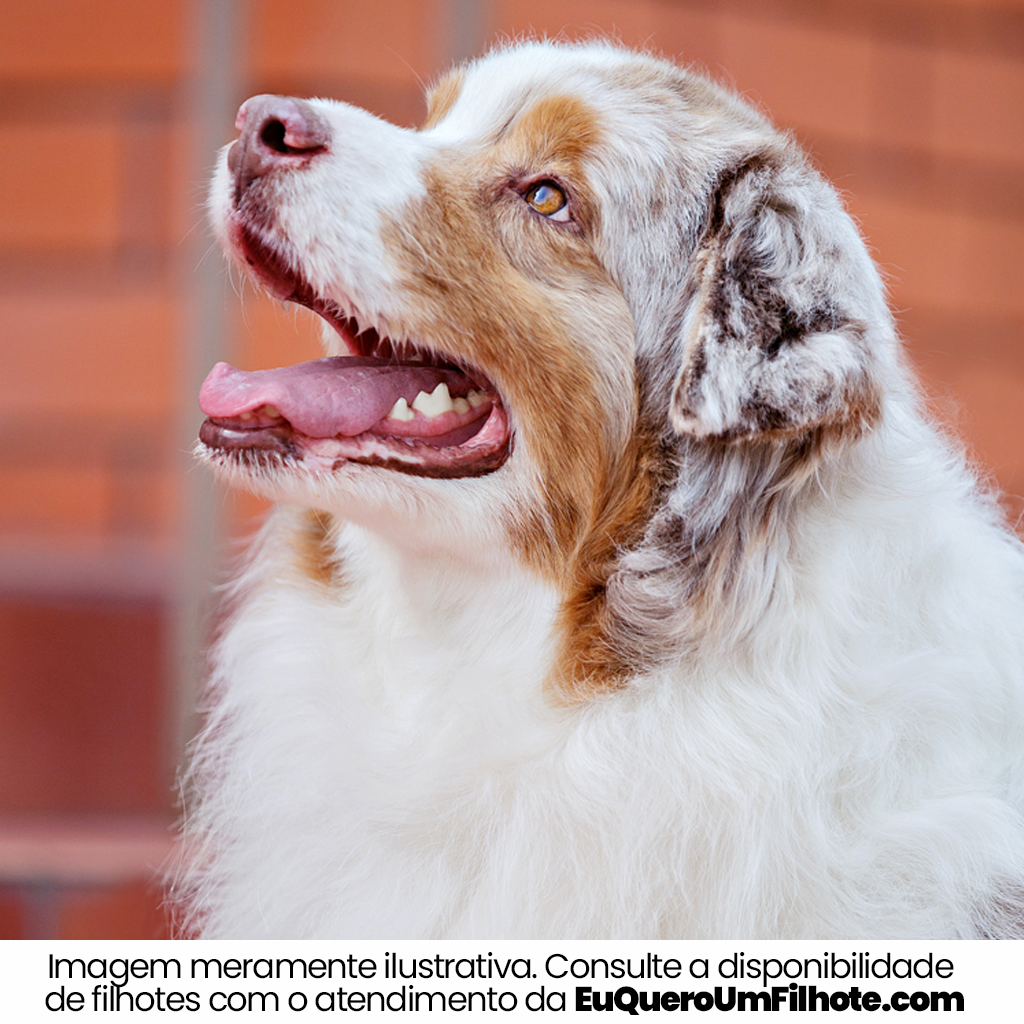 Cachorro Australian Shepherd adulto - EuQueroUmFilhote