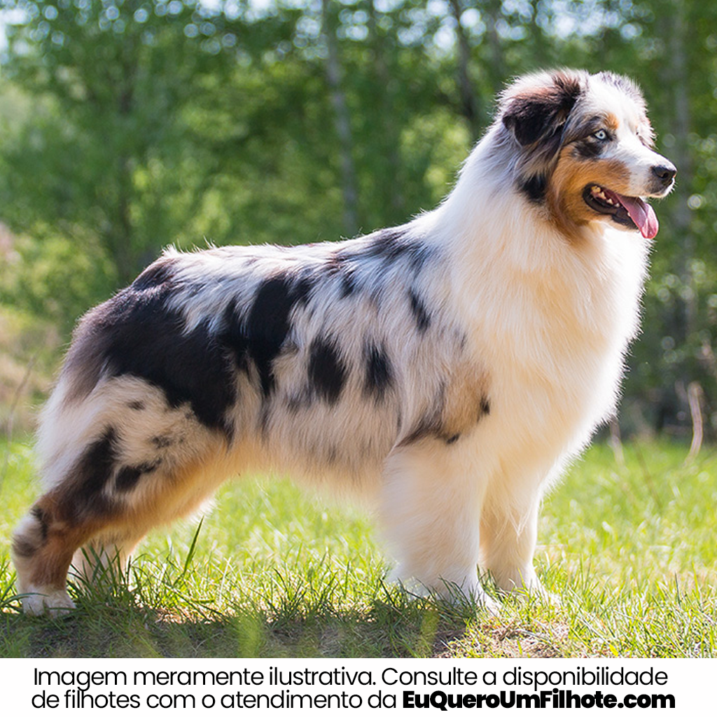 Cachorro Australian Terrier adulto - EuQueroUmFilhote