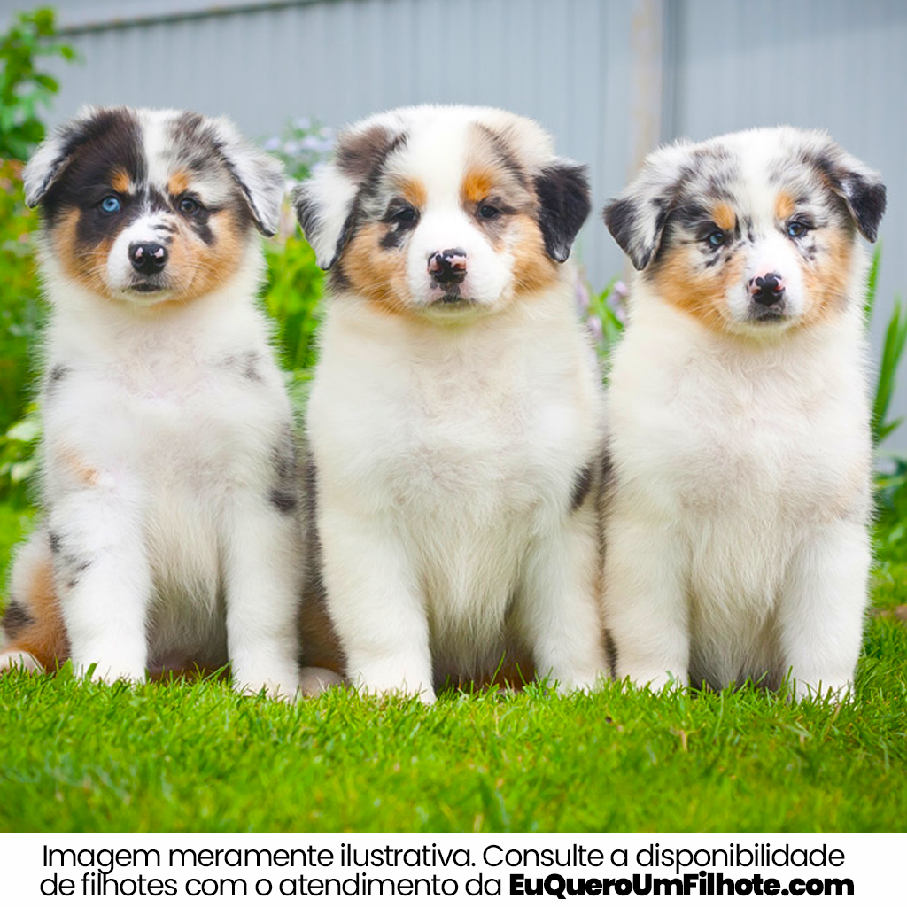 Filhote de Australian Terrier - EuQueroUmFilhote