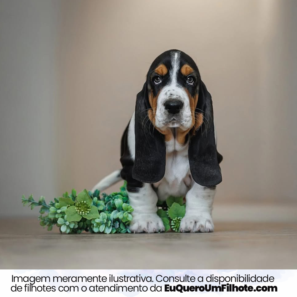 Filhote de Basset Hound - EuQueroUmFilhote