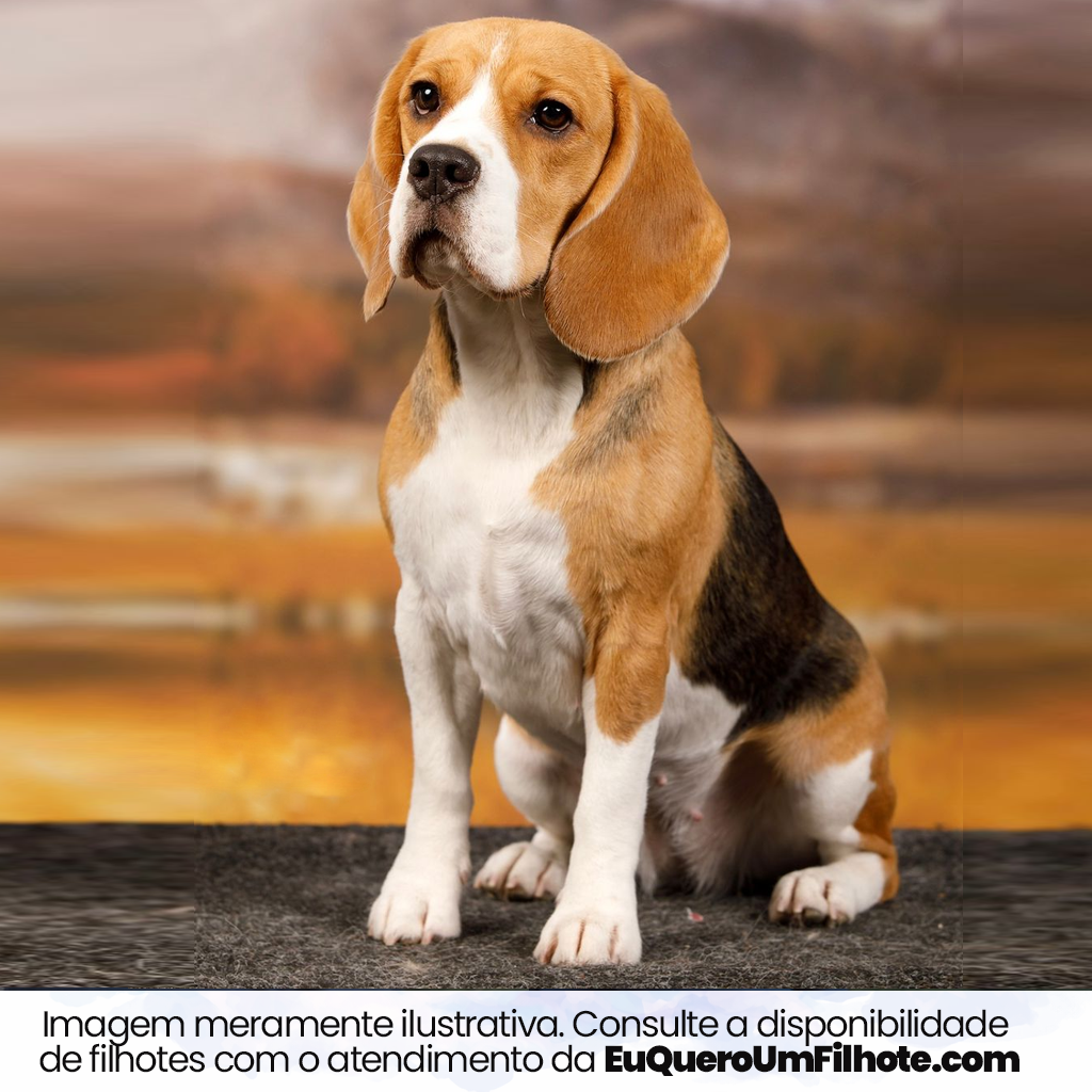 Cachorro Beagle adulto - EuQueroUmFilhote