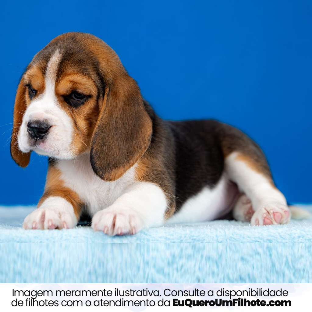 Filhote de Beagle - EuQueroUmFilhote