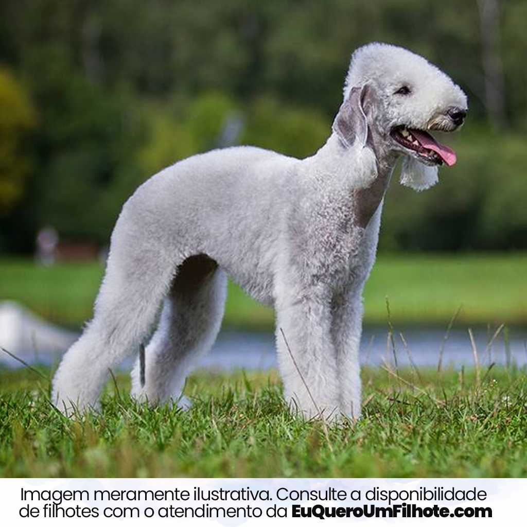 Cachorro Bedlington Terrier adulto - EuQueroUmFilhote