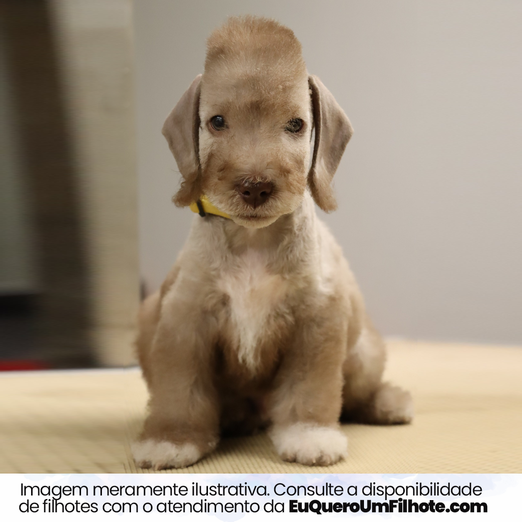 Filhote de Bedlington Terrier - EuQueroUmFilhote