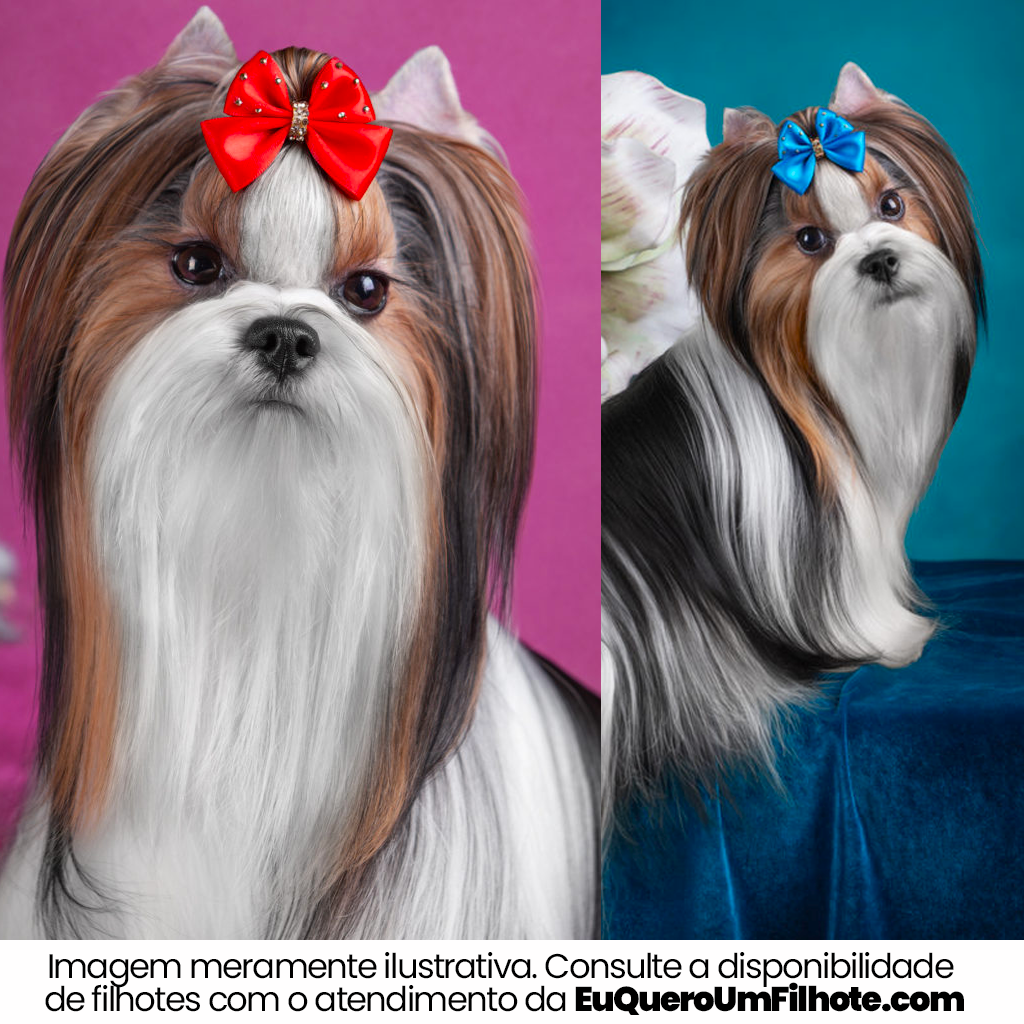 Cachorro Biewer Terrier adulto - EuQueroUmFilhote