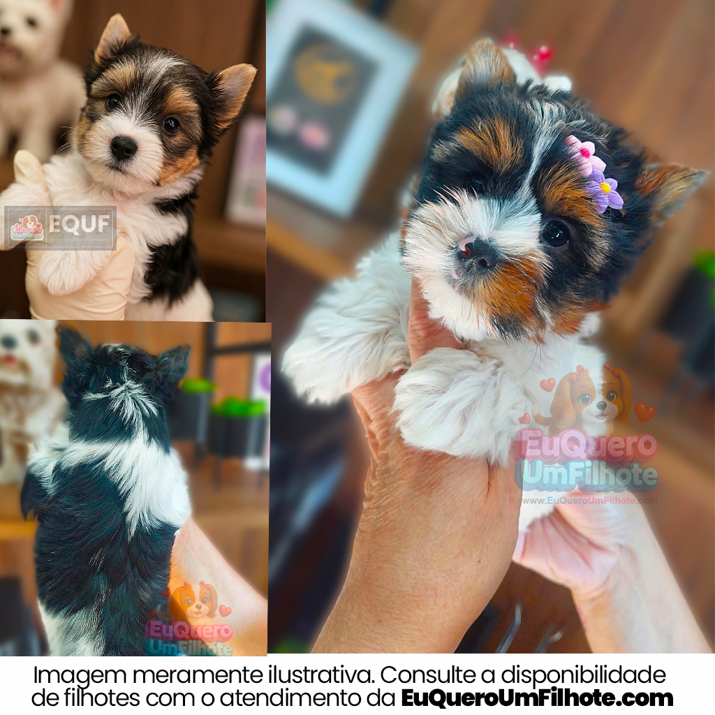 Filhote de Biewer Terrier - EuQueroUmFilhote