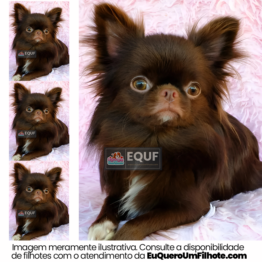 Cachorro Chihuahua adulto - EuQueroUmFilhote