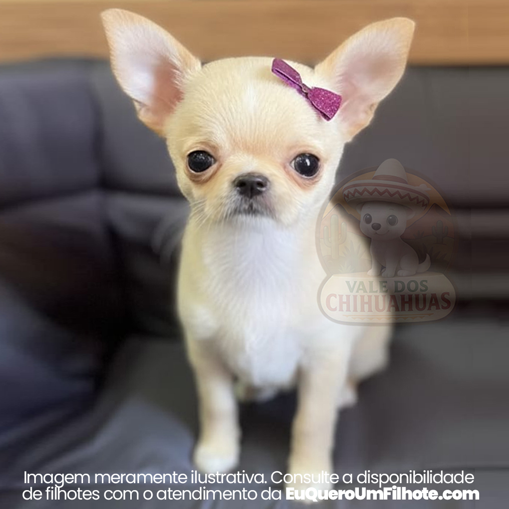 Filhote de Chihuahua - EuQueroUmFilhote