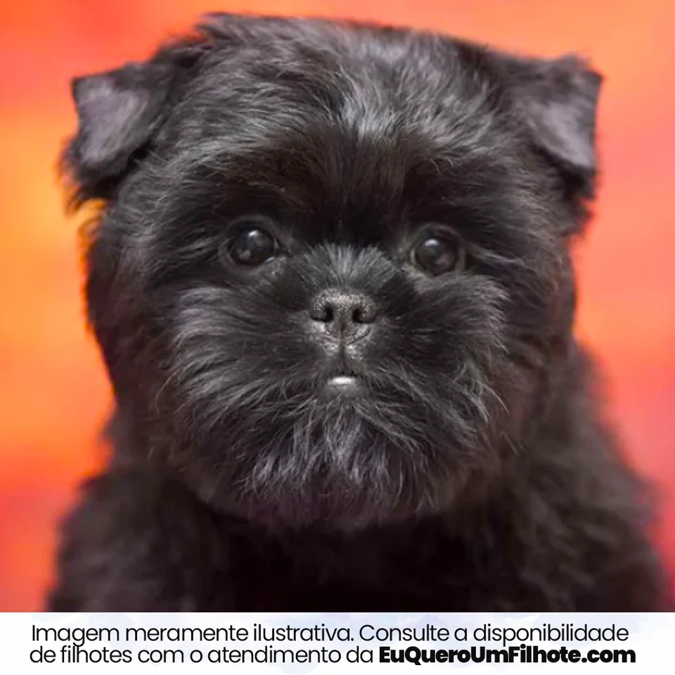 Filhote da raça Affenpinscher em Cuiabá — fotografia ilustrativa da raça