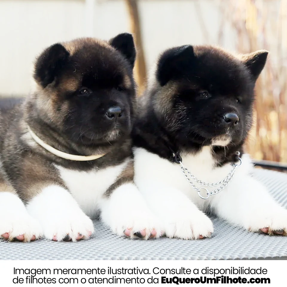 Filhote da raça Akita Americano em Maringá — fotografia ilustrativa da raça