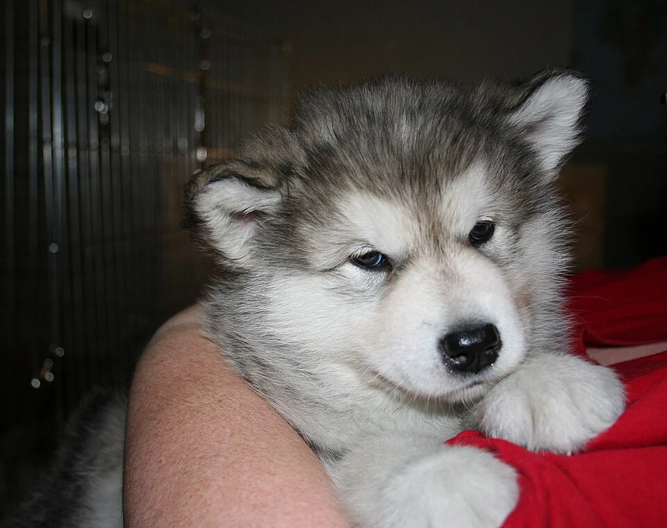 Filhote da raça Alaskan Malamute no Acre — fotografia ilustrativa da raça