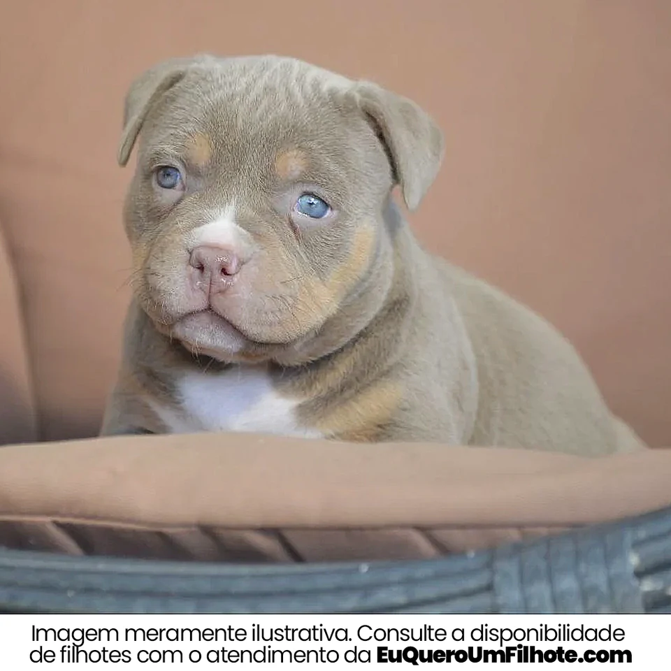 Filhote da raça American Bully no Amazonas — fotografia ilustrativa da raça