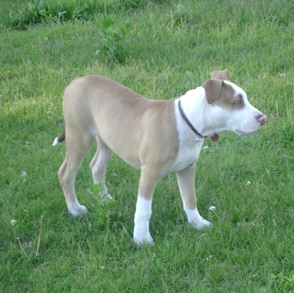 Filhote da raça American Pit Bull Terrier no Amazonas — fotografia ilustrativa da raça