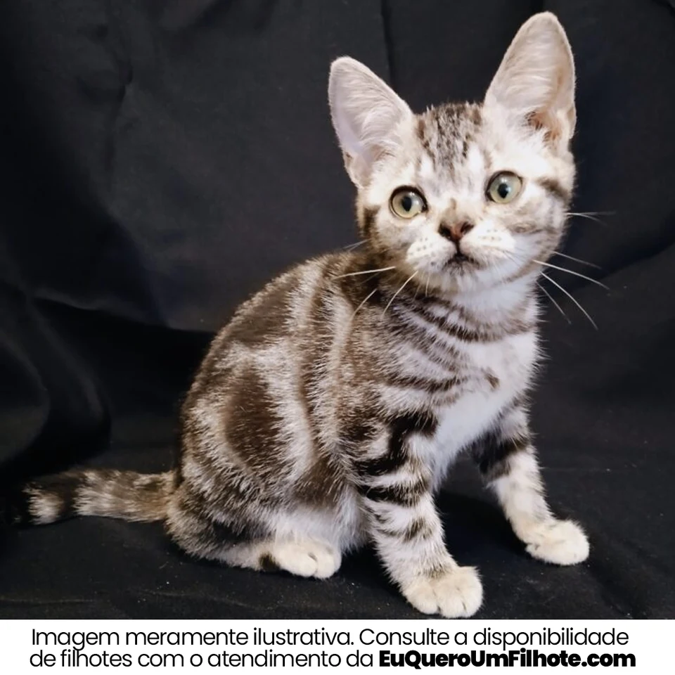 Filhote da raça American Shorthair em Rorainópolis — fotografia ilustrativa da raça
