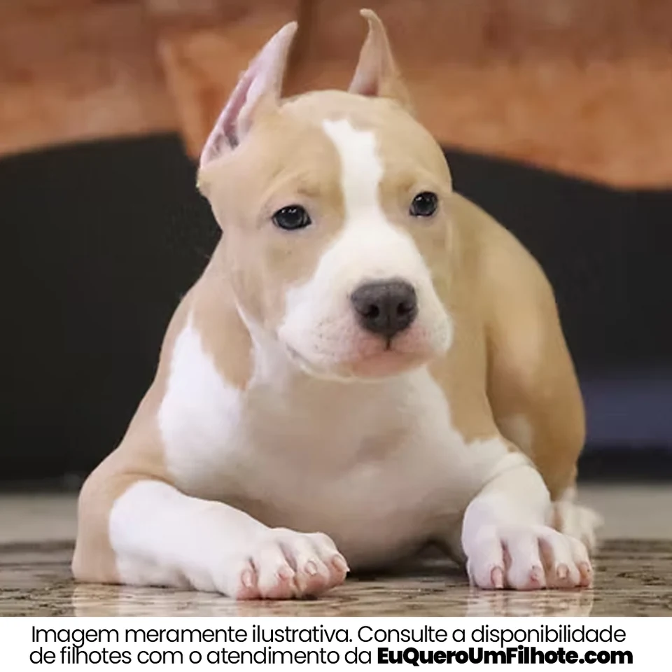 Filhote da raça American Staffordshire Terrier em Belém — fotografia ilustrativa da raça