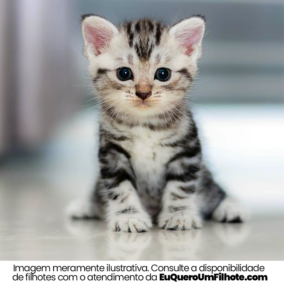 Filhote da raça American Wirehair em Manaus — fotografia ilustrativa da raça