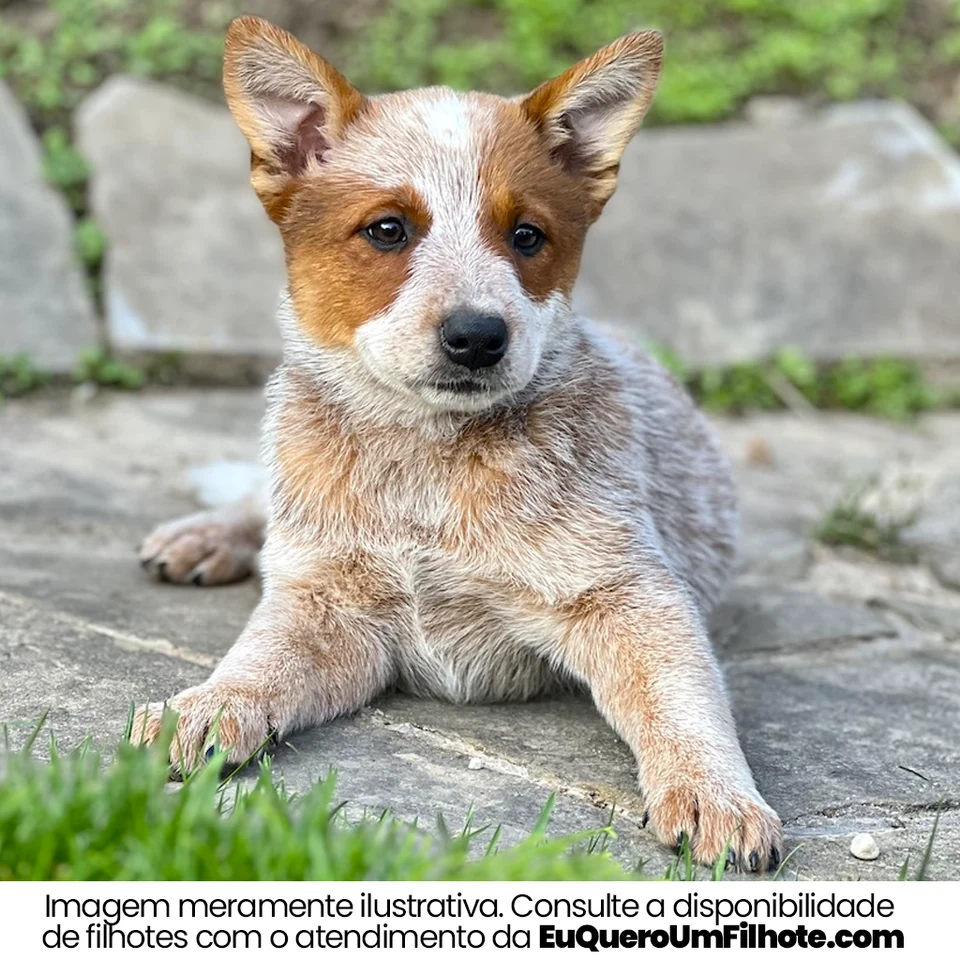 Filhote da raça Australian Cattle Dog na Bahia — fotografia ilustrativa da raça