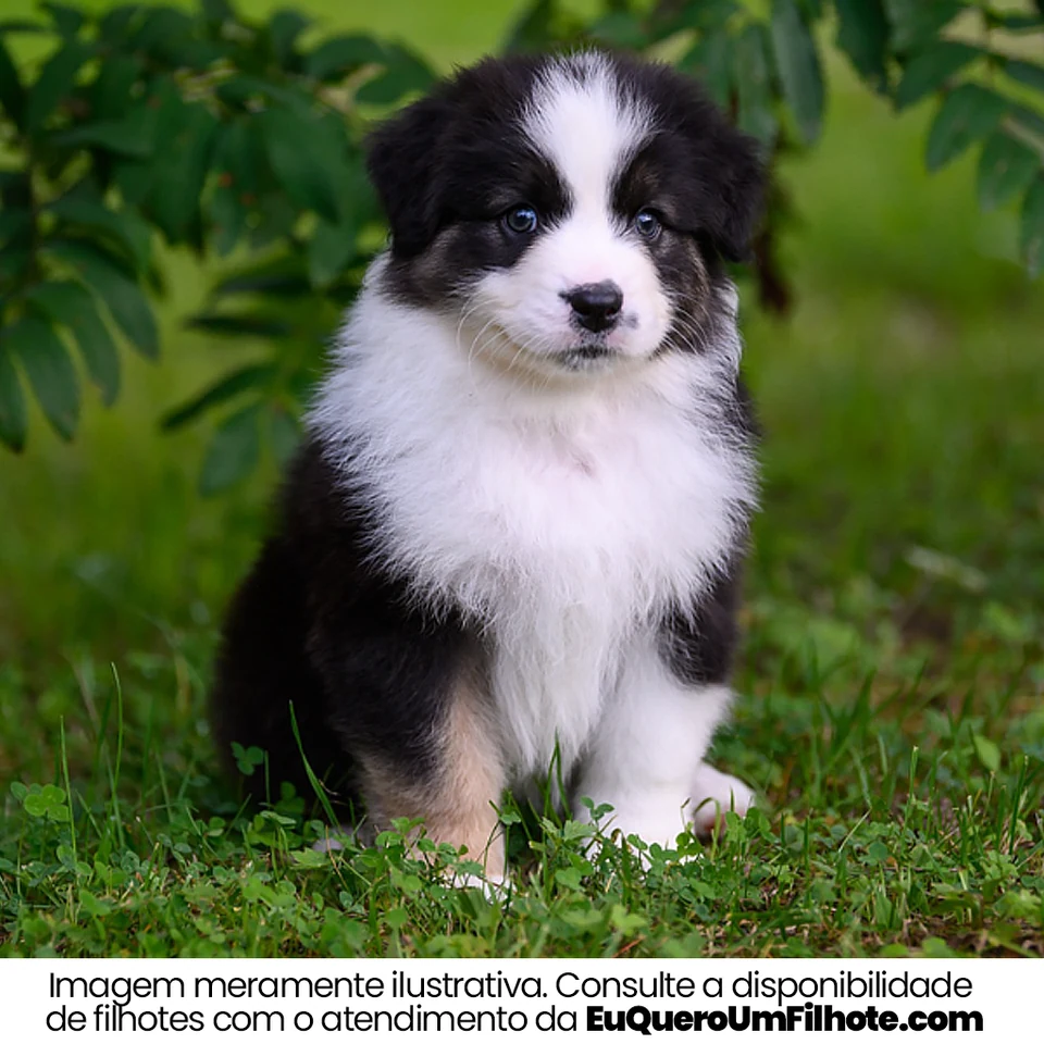 Filhote da raça Australian Shepherd em Campo Grande — fotografia ilustrativa da raça