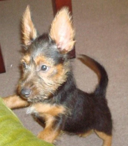 Filhote da raça Australian Terrier em Brasília — fotografia ilustrativa da raça