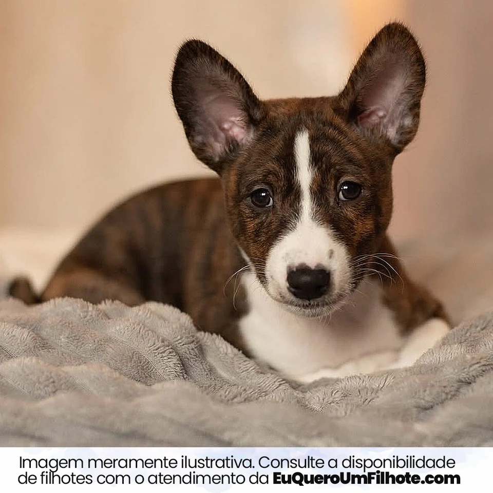 Filhote da raça Basenji em Manaus — fotografia ilustrativa da raça