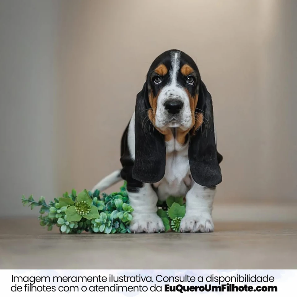 Filhote da raça Basset Hound em Araguaína — fotografia ilustrativa da raça