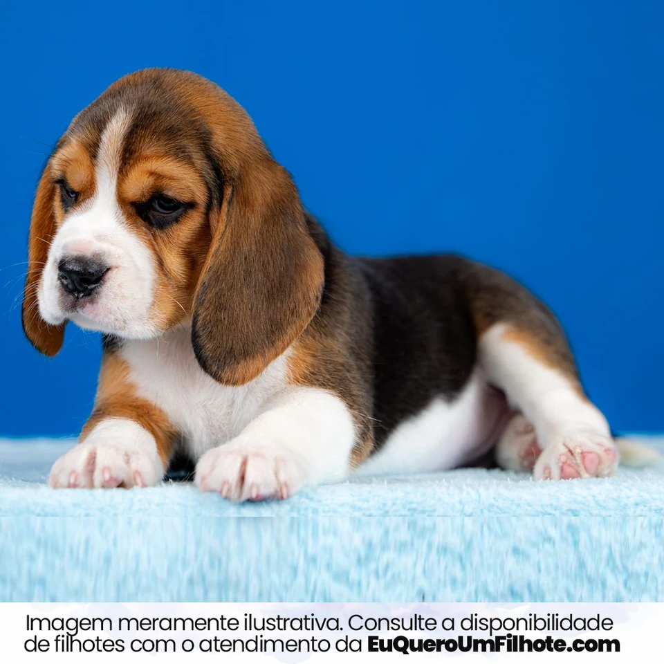 Filhote da raça Beagle em Dourados — fotografia ilustrativa da raça