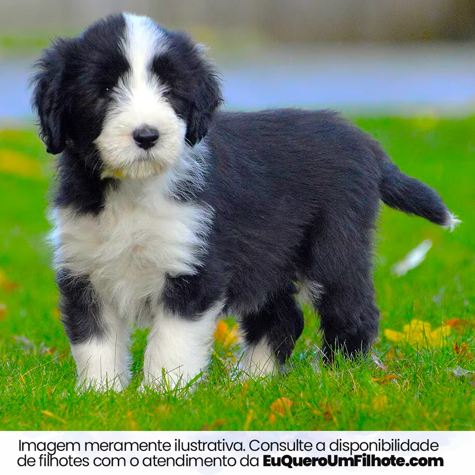 Filhote da raça Bearded Collie em Caicó — fotografia ilustrativa da raça
