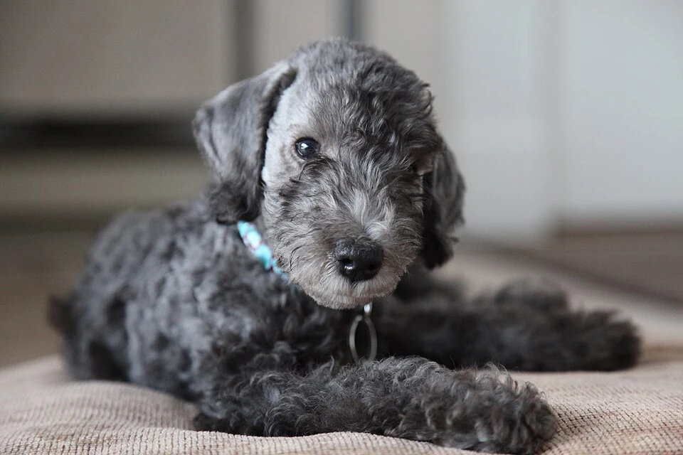 Filhote da raça Bedlington Terrier em Boa Vista — fotografia ilustrativa da raça