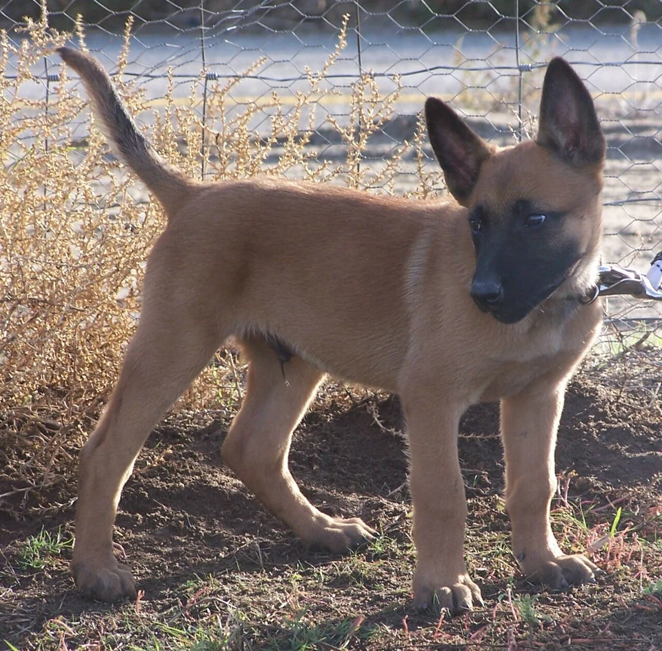 Filhote da raça Belgian Malinois em Caicó — fotografia ilustrativa da raça