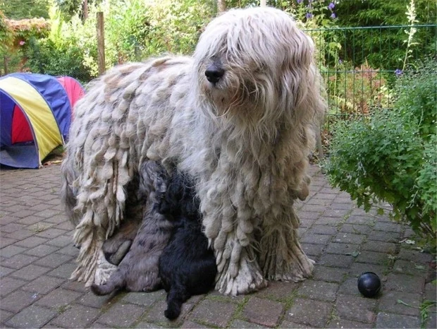 Filhote da raça Bergamasco em Caicó — fotografia ilustrativa da raça