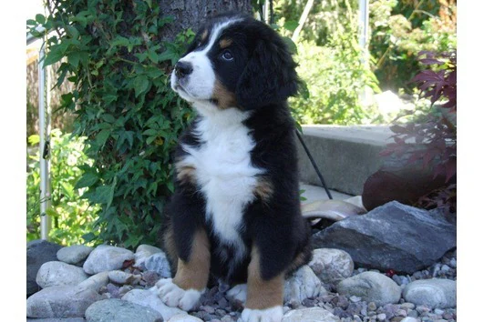 Filhote da raça Bernese Mountain Dog em Laranjal do Jari — fotografia ilustrativa da raça