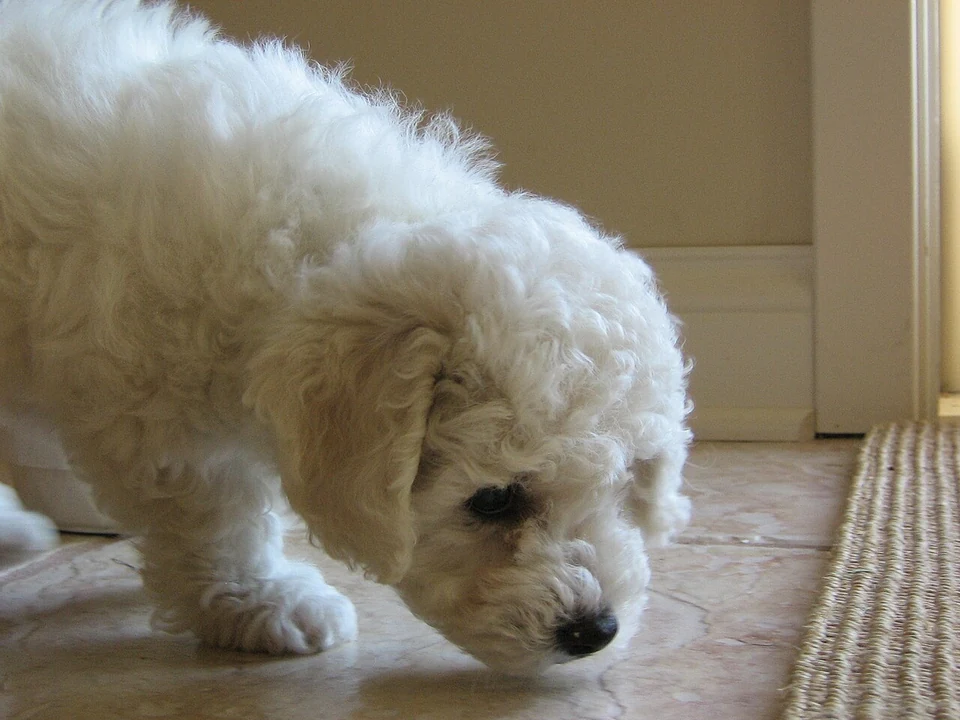 Filhote da raça Bichon Frisé em Minas Gerais — fotografia ilustrativa da raça