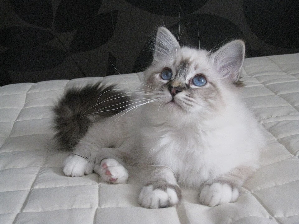 Filhote da raça Birman em Aracaju — fotografia ilustrativa da raça