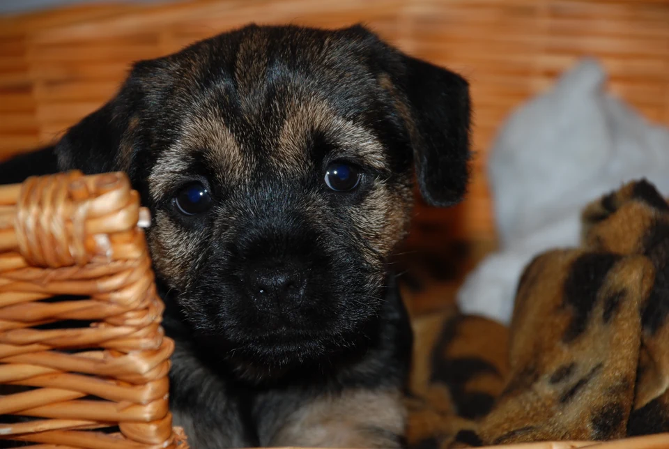Filhote da raça Border Terrier no Acre — fotografia ilustrativa da raça