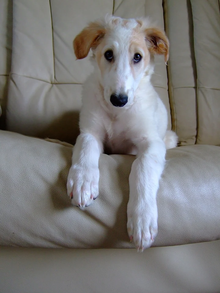 Filhote da raça Borzoi no Acre — fotografia ilustrativa da raça