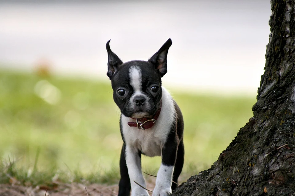 Filhote da raça Boston Terrier em Belém — fotografia ilustrativa da raça