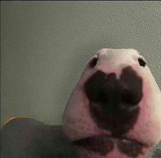 Filhote da raça Bull Terrier no Amazonas — fotografia ilustrativa da raça