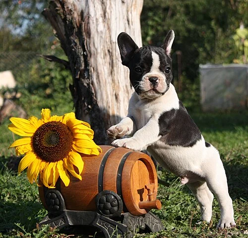 Filhote da raça Bulldog Francês em Londrina — fotografia ilustrativa da raça