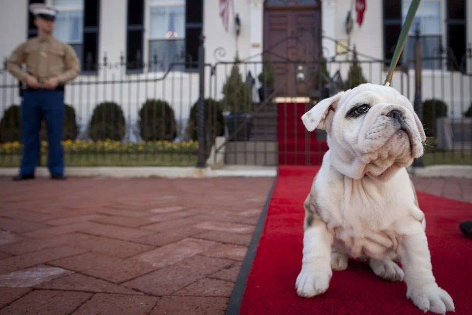 Filhote da raça Bulldog Inglês em Arapiraca — fotografia ilustrativa da raça