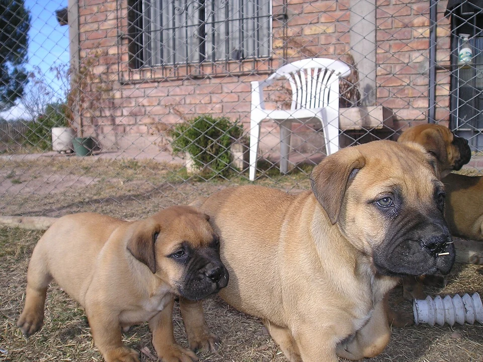 Filhote da raça Bullmastiff no Acre — fotografia ilustrativa da raça