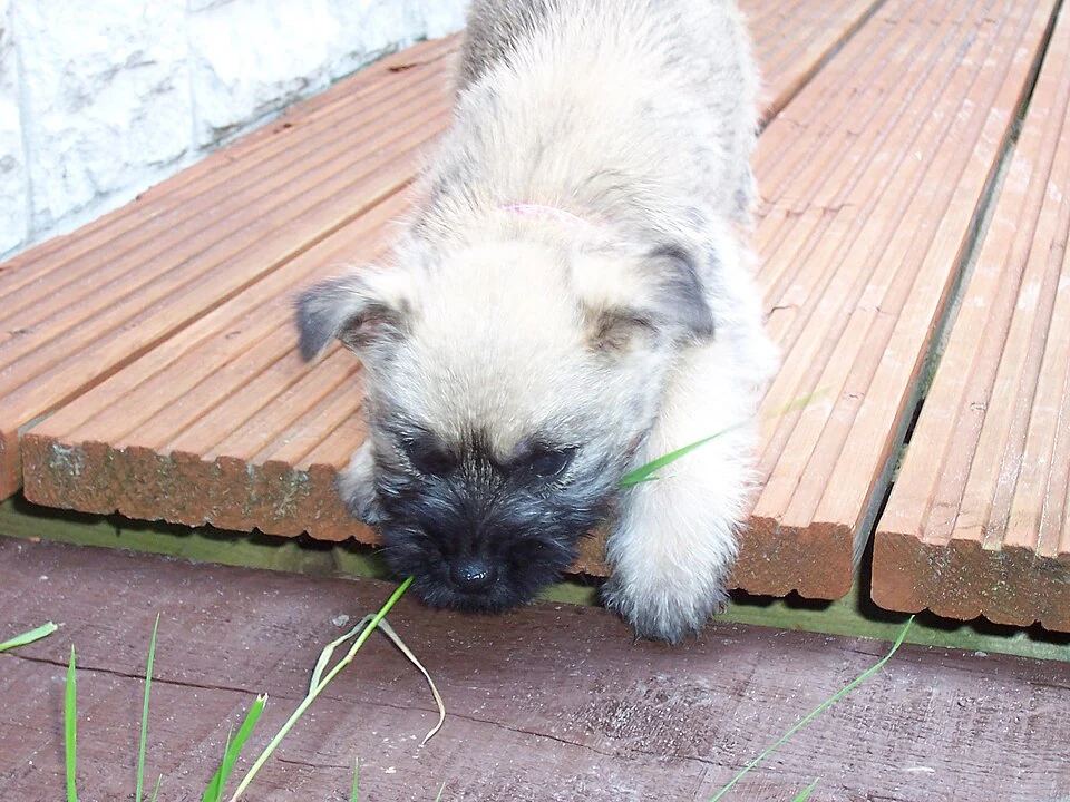 Filhote da raça Cairn Terrier em Anápolis — fotografia ilustrativa da raça